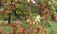 dissâmaras, aspecto parcial, bordo - Acer pseudoplatanus