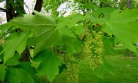 aspecto folhas do bordo - Acer pseudoplatanus