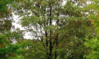 hábito do bordo - Acer pseudoplatanus