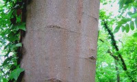 ritidoma de jovem bordo - Acer pseudoplatanus