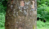 ritidoma adulto do bordo - Acer pseudoplatanus