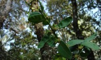 frutos do buxo - Buxus sempervirens