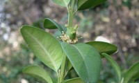 fruto imaturo do buxo - Buxus sempervirens