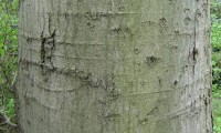ritidoma do lódão-bastardo - Celtis australis