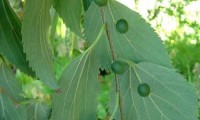 frutos imaturos do lódão-bastardo - Celtis australis