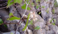 flores de salsaparrilha - Smilax aspera