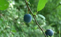 abrunhos maduros do abrunheiro-bravo – Prunus spinosa