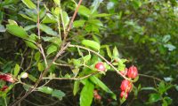 galhas vermelhas do carrasco – Quercus coccifera