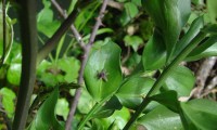 flor de gilbardeira - Ruscus aculeatus