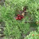 sabina-da-praia, gálbulas maduras (frutos) – Juniperus turbinata subsp. turbinata
