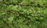 drupas imaturas do abrunheiro-bravo – Prunus spinosa
