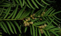 flores masculinas do teixo – Taxus baccata