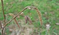 amentilhos e flor feminina da aveleira – Corylus avellana