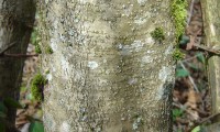 ritidoma da aveleira – Corylus avellana