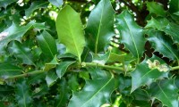 página inferior, verde pálido do azevinho – Ilex aquifolium