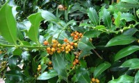 frutos em maturação do azevinho – Ilex aquifolium