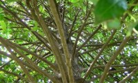 disposição dos ramos do azevinho – Ilex aquifolium