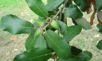 glandes imaturas de azinheira - Quercus rotundifolia