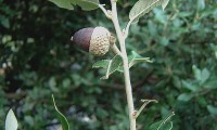 glande de azinheira - Quercus rotundifolia