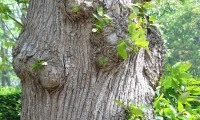 ritidoma adulto do castanheiro - Castanea sativa