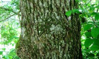 ritidoma adulto do cerquinho, carvalho-português - Quercus faginea subsp. broteroi