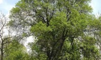 hábito de um freixo isolado – Fraxinus angustifolia