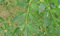 folhas e gomos do freixo – Fraxinus angustifolia