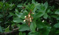 flores e pequenos frutos do medronheiro - Arbutus unedo