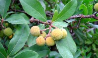frutos imaturos do medronheiro - Arbutus unedo