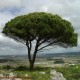 hábito, pinheiro-manso – Pinus pinea