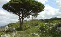 hábito de pinheiro-manso – Pinus pinea