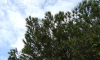 aspecto parcial da copa de pinheiro-manso – Pinus pinea