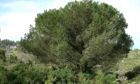 hábito jovem do pinheiro-manso – Pinus pinea