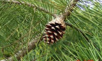 pinha sem sementes de pinheiro-bravo – Pinus pinaster