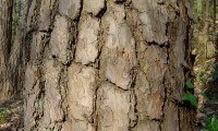 fuste, ritidoma adulto de pinheiro-silvestre – Pinus sylvestris