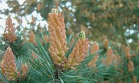 inflorescências masculinas de pinheiro-silvestre – Pinus sylvestris