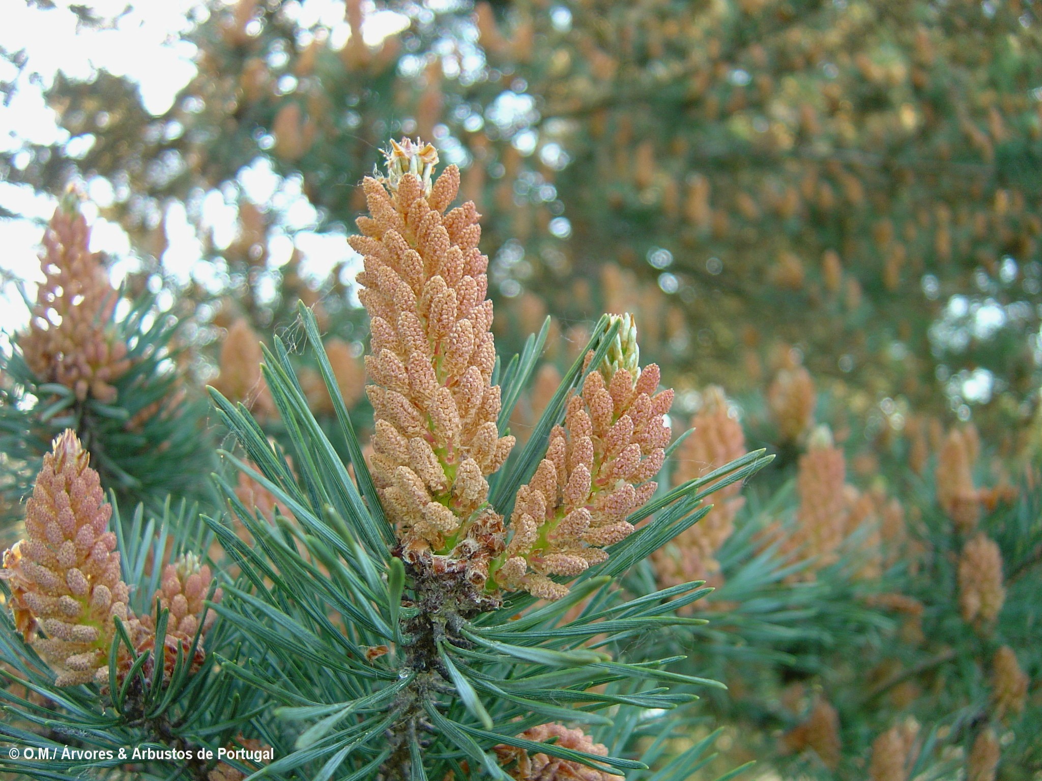 inflorescências masculinas de pinheiro-silvestre – Pinus sylvestris