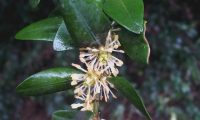 flores de buxo - Buxus sempervire