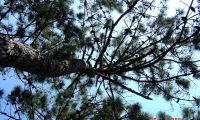 pernadas de pinheiro-bravo - Pinus pinaster