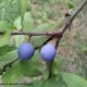 abrunhos maduros do abrunheiro-bravo cobertos de pruína – Prunus spinosa
