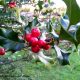 drupas maduras de azevinho - Ilex aquifolium
