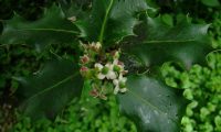 botões e flores femininas de azevinho - Ilex aquifolium
