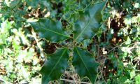 páginas superiores de azevinho - Ilex aquifolium