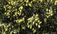 floração dos numerosos amentilhos de azinheira, azinho - Quercus rotundifolia