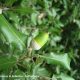 bolota imatura de azinheira, azinho - Quercus rotundifolia