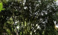 hábito florestal de azinheira, azinho - Quercus rotundifolia