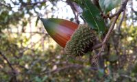 glande de carrasco – Quercus coccifera