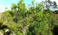hábito com ramos desde a base de carrasco, carrasqueiro – Quercus coccifera