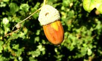 glande madura de carvalho-alvarinho - Quercus robur