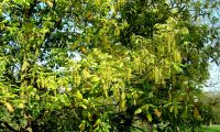 aspecto parcial dos abundantes amentilhos de carvalho-de-monchique - Quercus canariensis